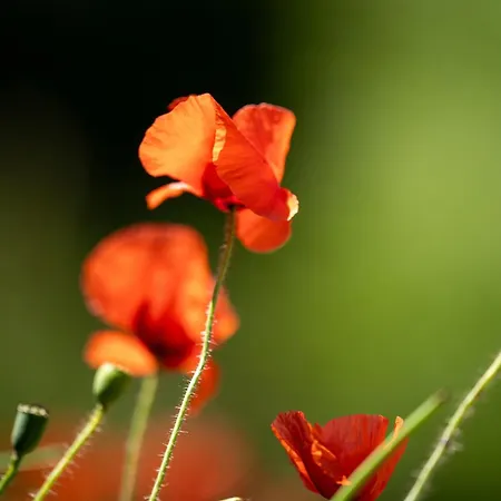 La Maison Des Dunes De Hattainville Proche *