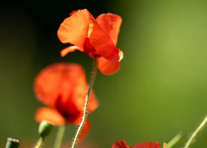 La Maison Des Dunes De Hattainville Proche *
